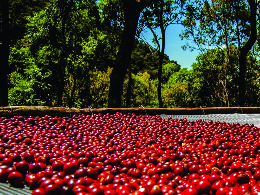 Cà phê Arabica chế biến khô