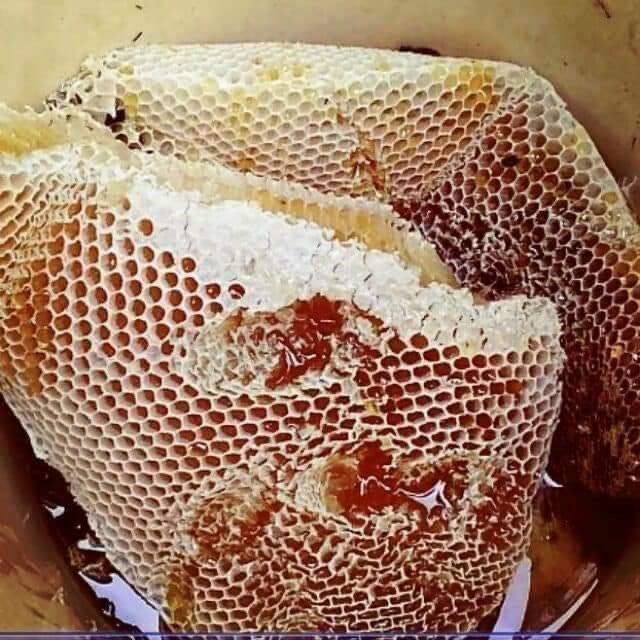 Sáp mật ong hoa cà phê